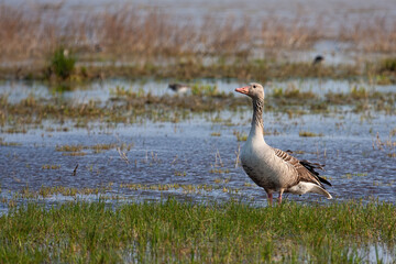 Greylag goose, anser anser, standing on wetland in summer nature. Wild bird with long neck observing on water with copy space. Feathered animal looking on wet grass.