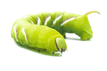green caterpillar of the hawk moth, the largest moth listed in the red book. Isolated caterpillar on a white background, side view - Powered by Adobe