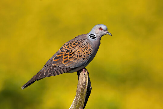 European turtle dove, streptopelia turtur, sitting on bough in summer nature. Wild bird resting on twig from side. Feathered gray patterned animal looking on branch.