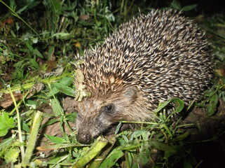 Hedgehog from the side