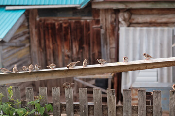 sparrows on the fence. flock of birds. social distancing