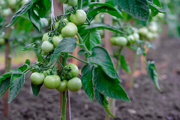 green tomatoes in the garden. harvest in summer. healthy vegetables in the garden. selective focus