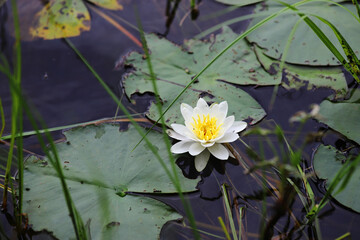 Water lily on the surface of the lake water surrounded by leaves.