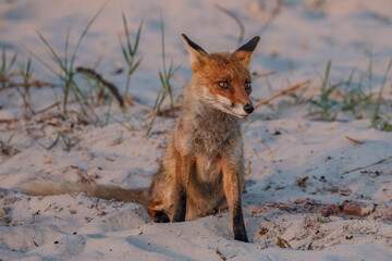 rotfuchs am meer