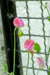 Closeup of Sweet pea flowers (Lathyrus odoratus) on a garden fence