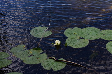 Bear Head Lake State Park