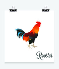 Rooster 