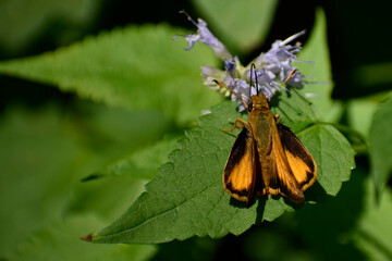 Hobomok Skipper butterfly feeding on  Butterfly Mint