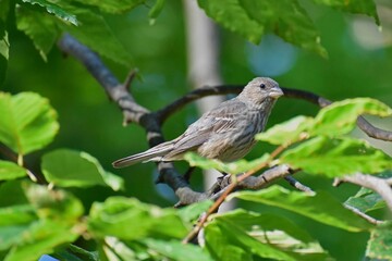 Immature house finch perched on a branch