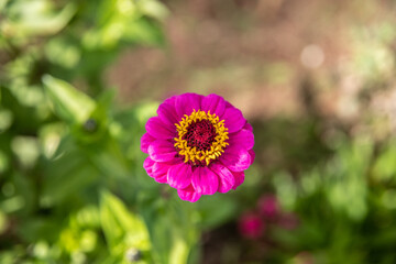 A Zinnia in a Garden