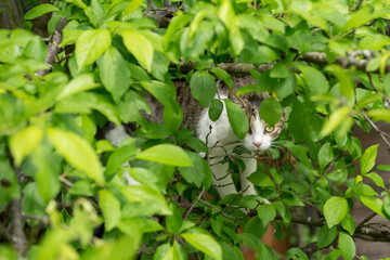 Domestic cat on a plum tree among leaves