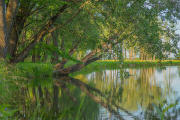 Obraz premium pond in the Park