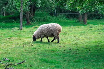 Obraz na płótnie Canvas owca czarnogłowa pasie się na łące