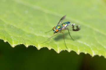 long legged fly (Condostylus sp.)