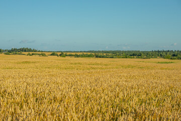 a field sown with wheat