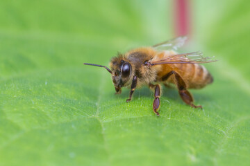 Obraz na płótnie Canvas Old honey bee on green leaf 