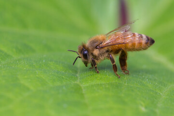 Old honey bee on green leaf 