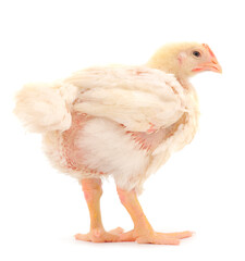 Chicken or young broiler chicken.