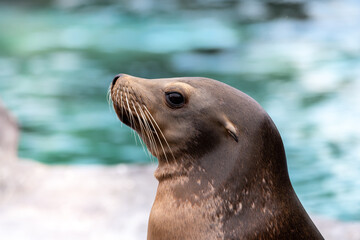 Seelöwe
