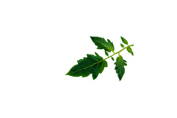 Fototapeta premium close up of tomato green leaf isolated on white background with clipping path .