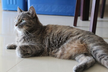 italian cat lay down on the floor in the afternoon,Tabby cat.Animal lover , Cat lover