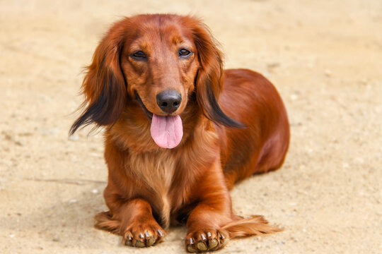 Longhair Dachshund" Images – Browse 153 Stock Photos, Vectors, and Video |  Adobe Stock