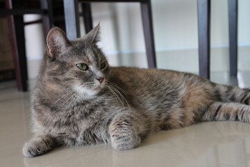 italian cat lay down on the floor in the afternoon,Tabby cat.Animal lover , Cat lover