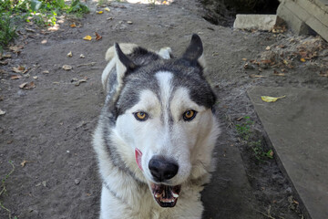 Close-up portrait of a husky dog with thick coat and brown eyes, licks his nose with a long pink tongue and shows his teeth