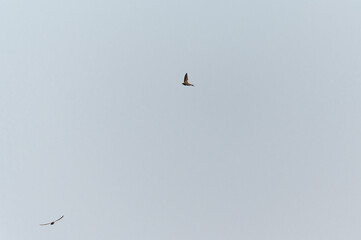 Common Swift, apodiform bird of the Apodidae family with the scientific name of Apus Apus in flight