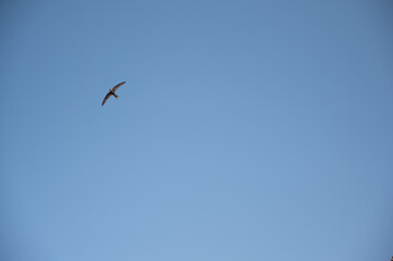 Common Swift, apodiform bird of the Apodidae family with the scientific name of Apus Apus in flight