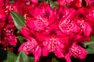 Beautiful red rhododendron flower in the garden.