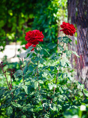 red flowers in the garden