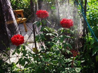 red flowers in the garden