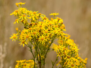 The first spring flowers