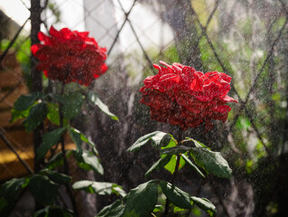 red rose bush