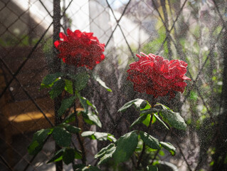 red flowers in the garden