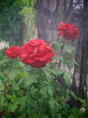 red rose 
