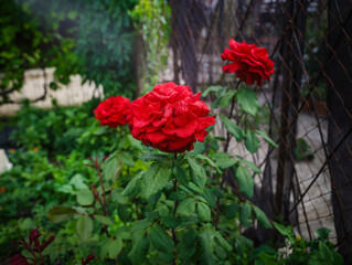 red rose in the garden