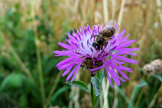 Bee on a flower macro image natural pollination summer season