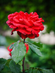 red rose in the garden