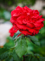 red rose in the rain