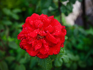 red flower in the garden