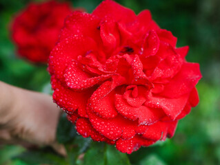 red rose with water drops