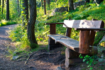 Wooden bench in the swedish forest