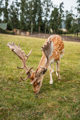 fallow deer on the meadow