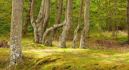 close-up, isolated trees growing in the forest