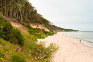 A cliff covered with trees on the coast of the Baltic Sea