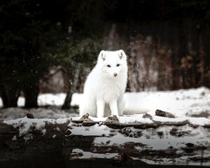 Obraz premium Renard blanc arctique 