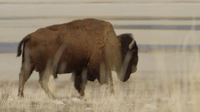 bison walking slowmo in and out of focus beauty