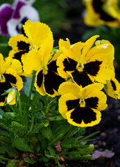 Yellow flowers of pansies in the city park in spring.